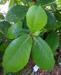 HOJAS DE ALMENDRA