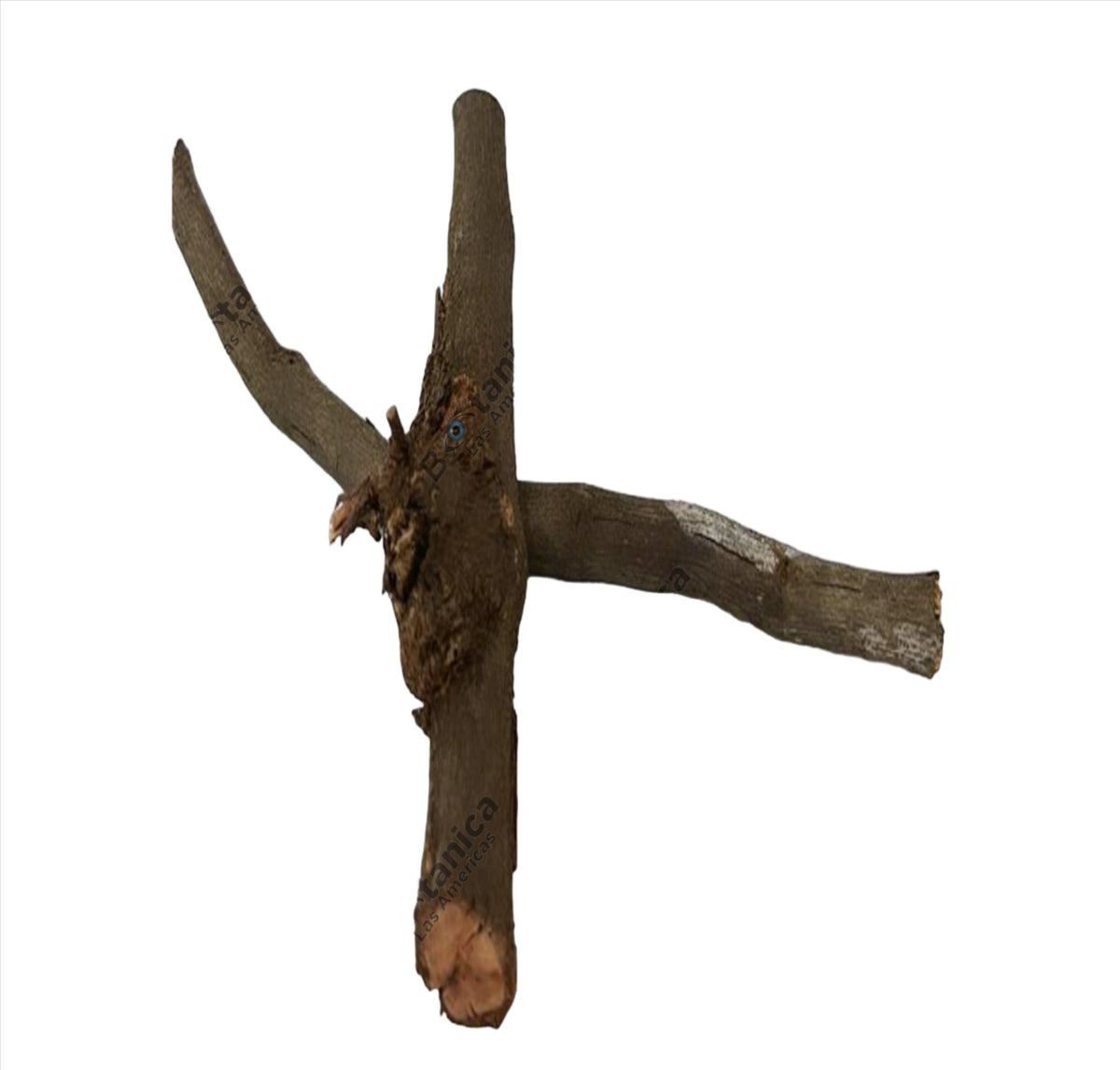 Palo De Guayaba Botanica las Americas