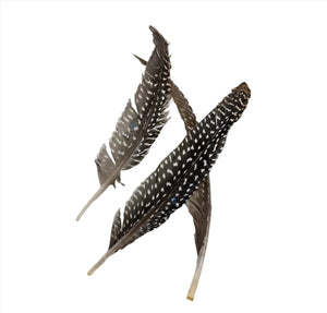 PLUMAS DE GUINEA