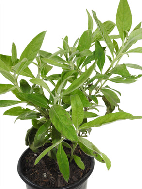 PLANTA SAlLVIA O SAGE CON RAIZ