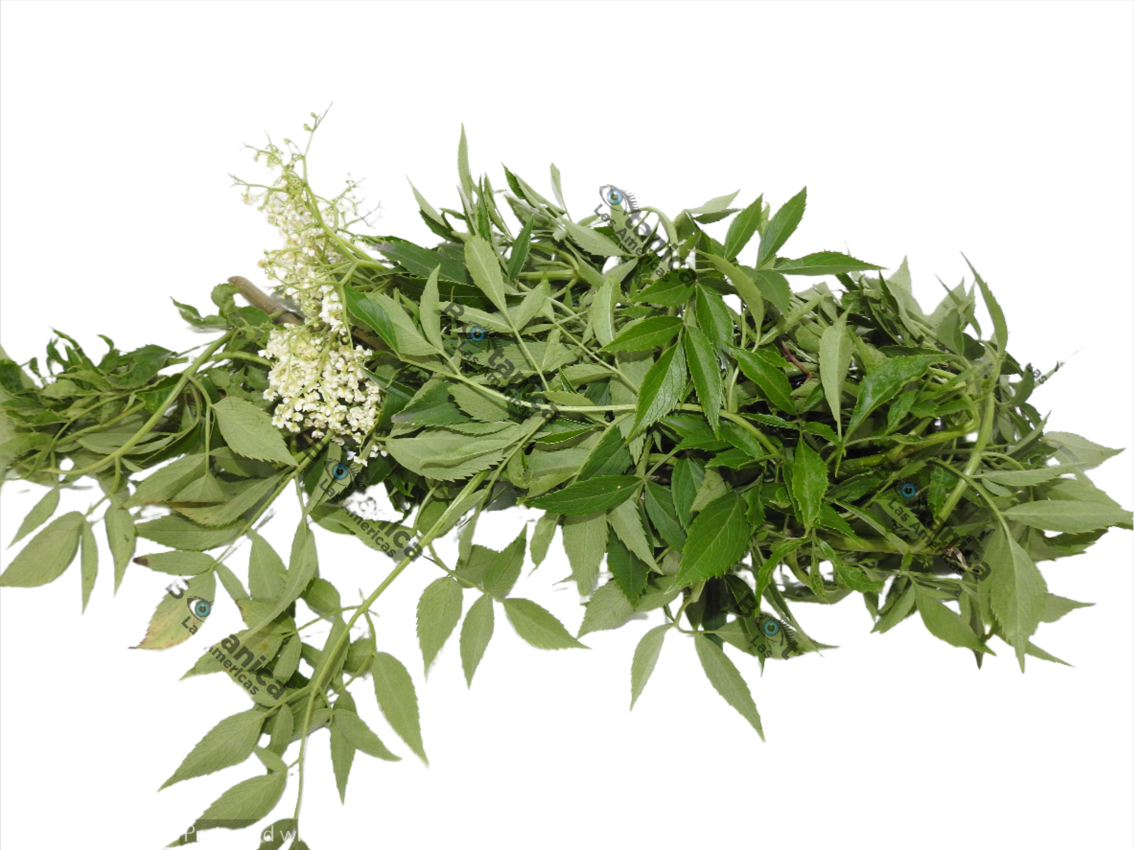 sauco blanco planta HIERBAS SAÚCO BLANCO – Botanica las Americas